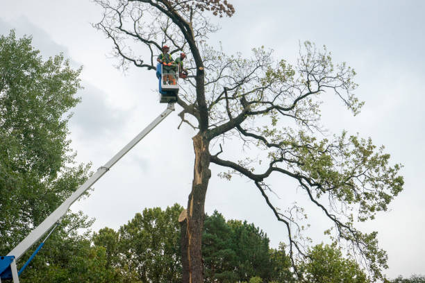 Tree Root Removal in Running Springs, CA